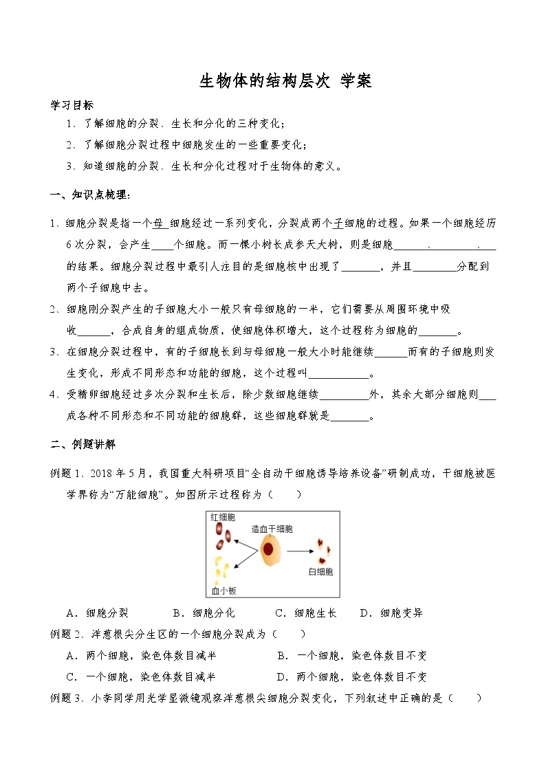 2.3 生物体的结构层次  学案 浙教版科学七年级上册01