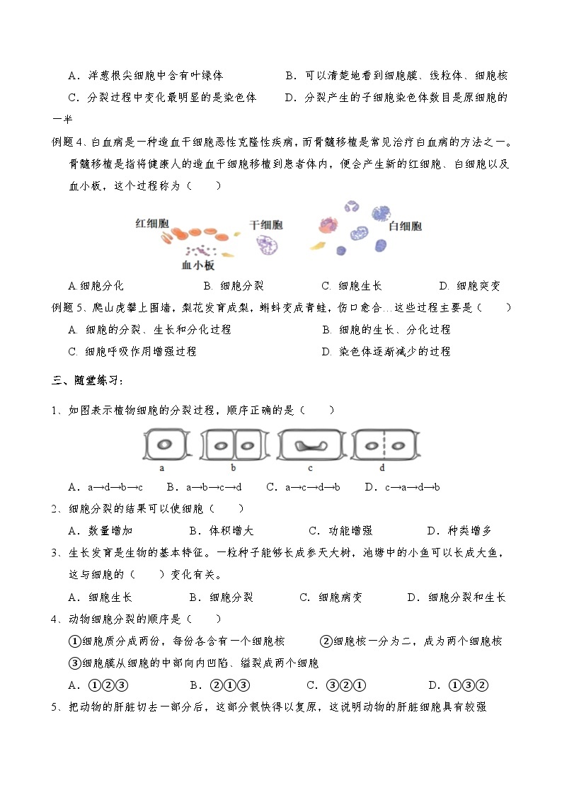 2.3 生物体的结构层次  学案 浙教版科学七年级上册02