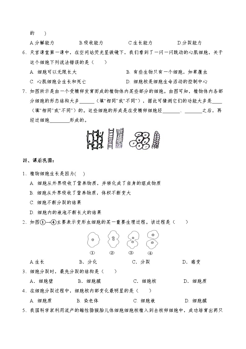 2.3 生物体的结构层次  学案 浙教版科学七年级上册03