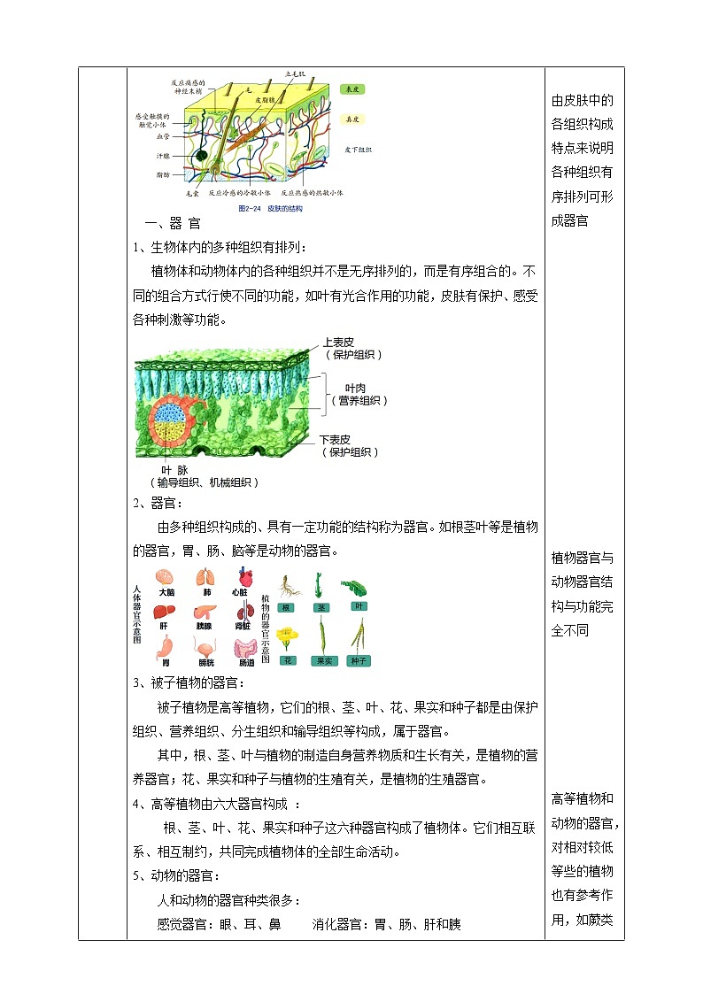 2.3生物体的结构层次 教学设计（表格式） 浙教版七年级上册科学02