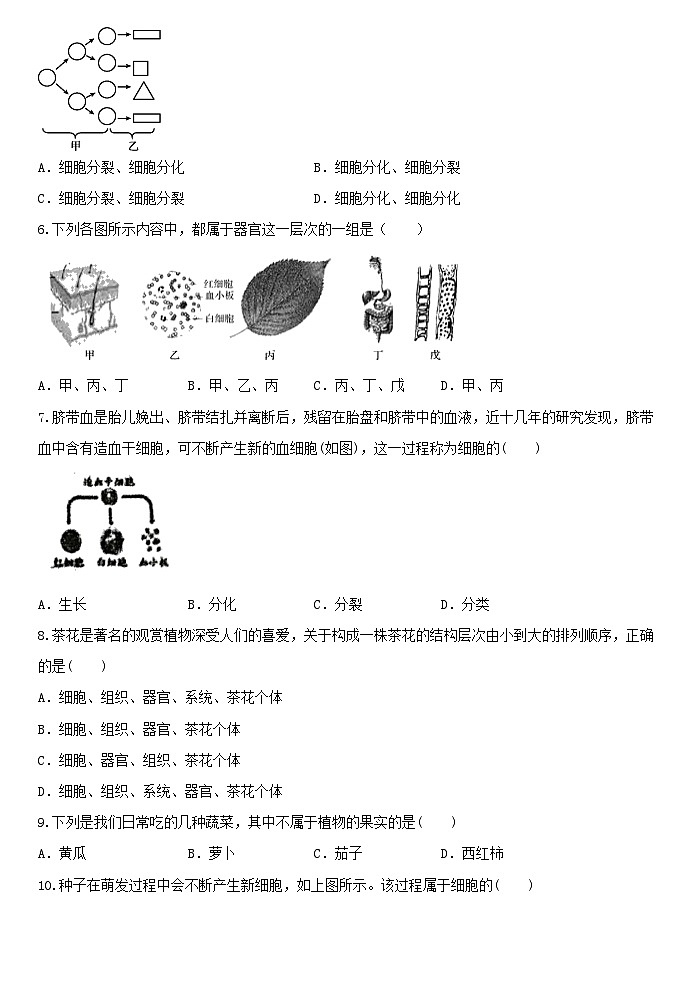 2.3生物体的结构层次 同步练习  浙教版科学七年级上册02