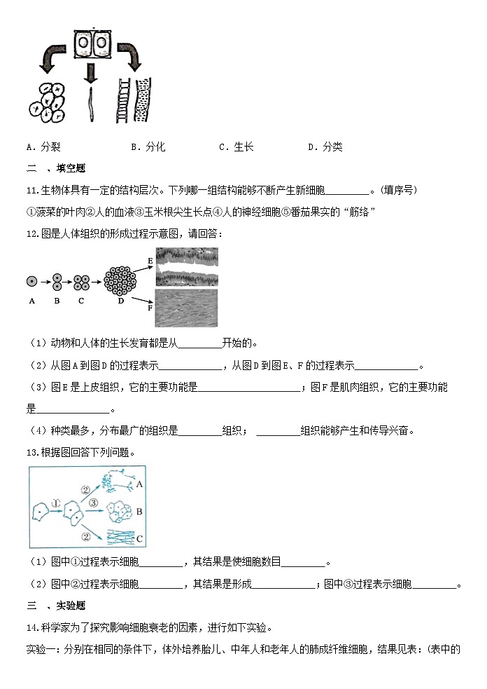 2.3生物体的结构层次 同步练习  浙教版科学七年级上册03