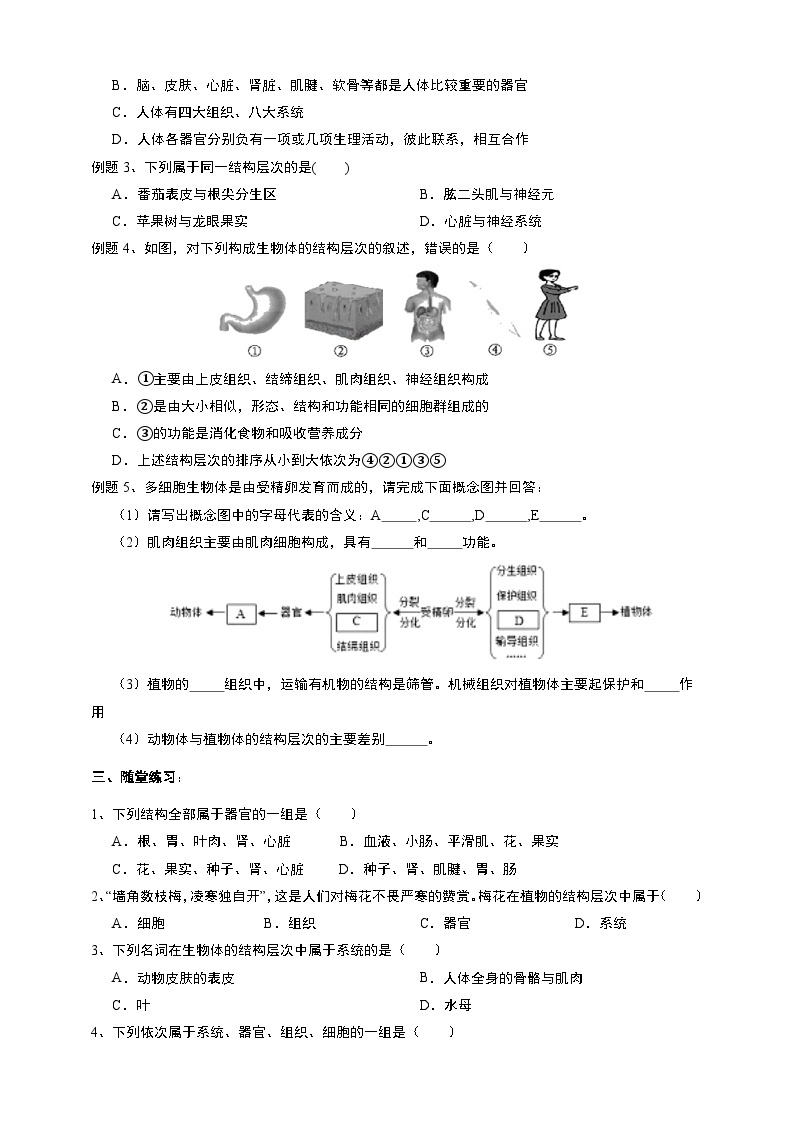 2.3生物体的结构层次 学案 浙教版七年级上册科学02