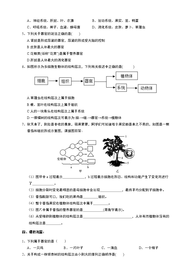 2.3生物体的结构层次 学案 浙教版七年级上册科学03