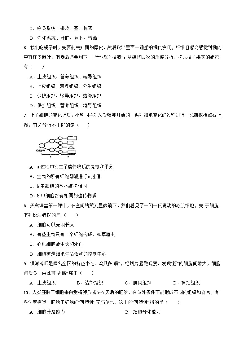 2.3生物体的结构层次 浙教版七年级上册科学 教案02