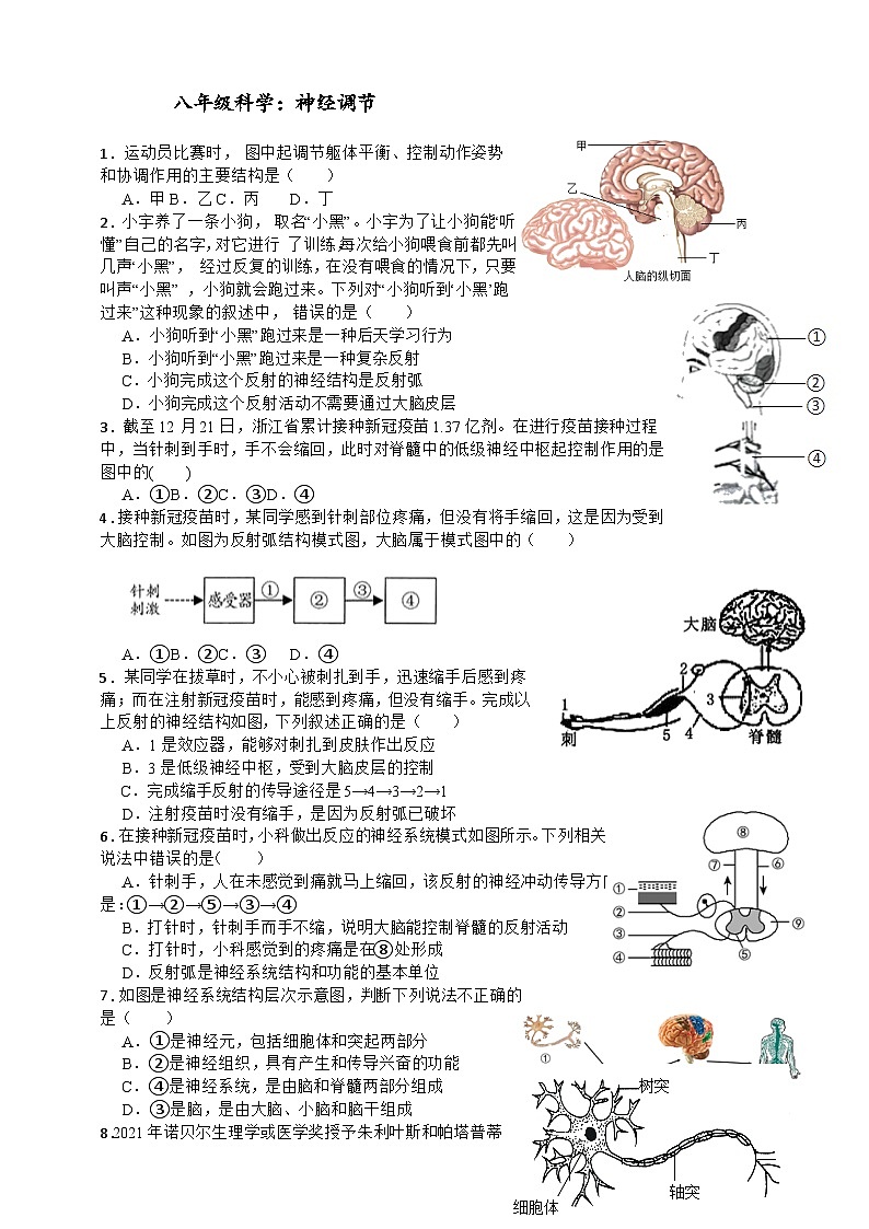 3.3神经调节 练习 浙教版八年级上册科学01