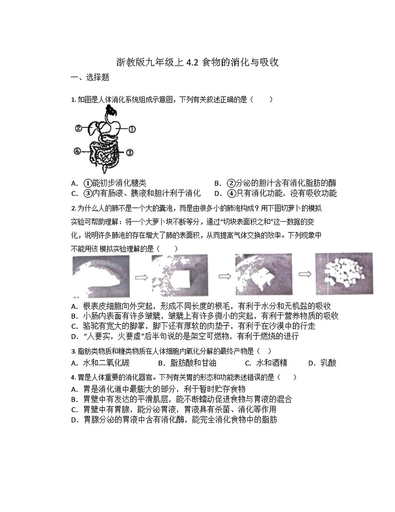 4.2食物的消化与吸收同步练习—— 浙教版九年级上册科学01