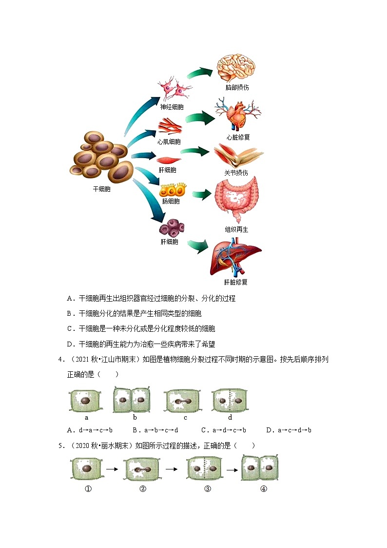 2.3 生物体的结构层次-选择题常考题（浙教版）-浙江省七上学期科学期末试题选编02