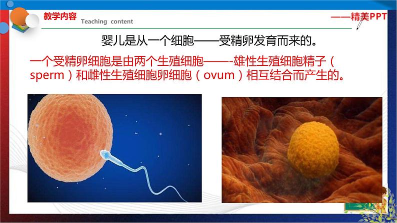 1.1新生命的诞生  第1课时 （课件） 七年级科学下册同步备课（浙教版）第3页