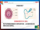 1.1新生命的诞生  第1课时  七年级科学下册同步备课（浙教版）（课件+练习）