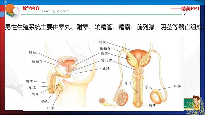 1.1新生命的诞生  第1课时 （课件） 七年级科学下册同步备课（浙教版）第7页