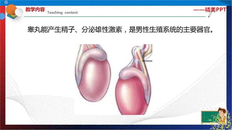 1.1新生命的诞生  第1课时 （课件） 七年级科学下册同步备课（浙教版）第8页