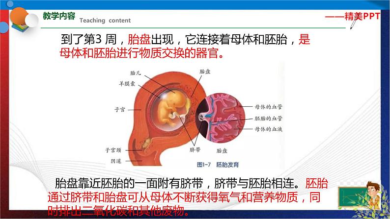 1.1新生命的诞生  第2课时  七年级科学下册同步备课（浙教版）（课件+练习）04