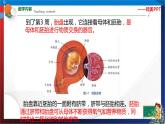 1.1新生命的诞生  第2课时  七年级科学下册同步备课（浙教版）（课件+练习）