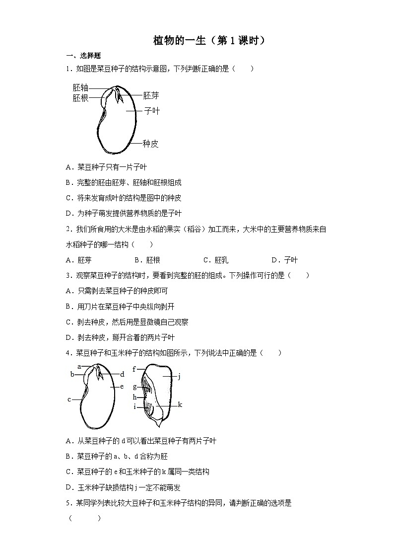 1.4  植物的一生 第1课时  （练习）七年级科学下册同步备课（浙教版）第1页