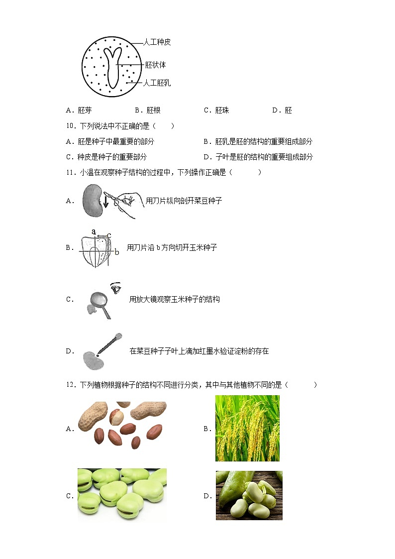 1.4  植物的一生 第1课时  （练习）七年级科学下册同步备课（浙教版）第3页