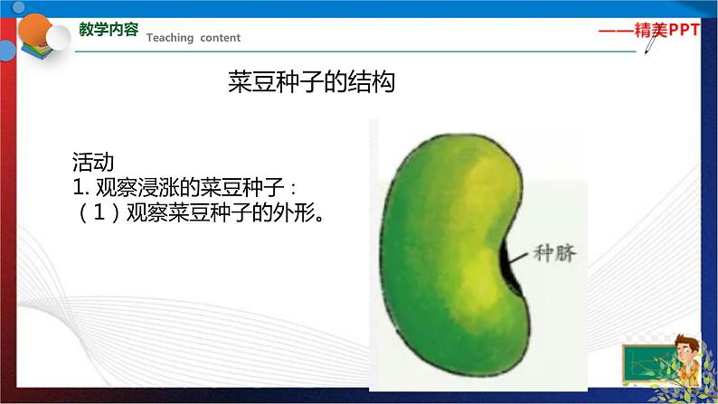 1.4 植物的一生 第1课时（课件）七年级科学下册同步备课（浙教版）第4页