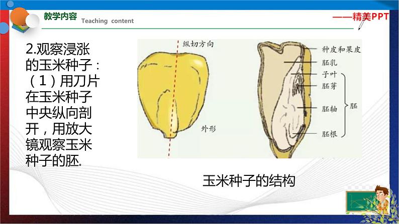 1.4 植物的一生 第1课时（课件）七年级科学下册同步备课（浙教版）第6页