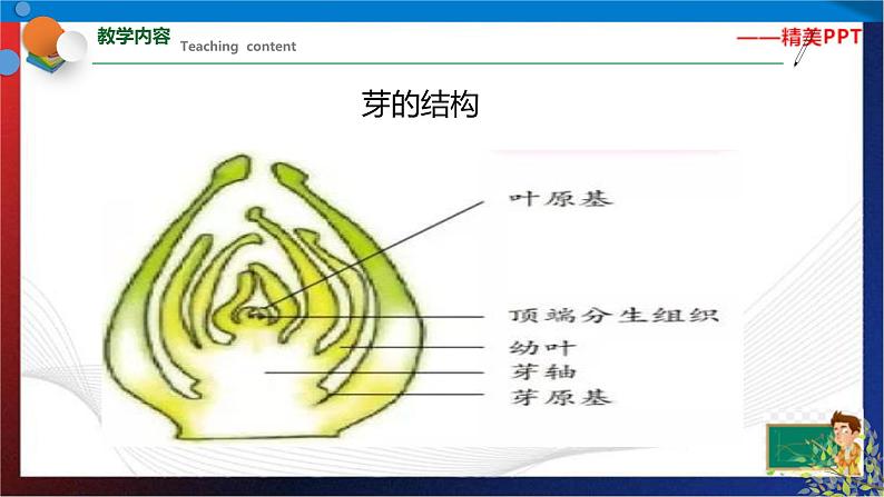 1.4 植物的一生 第3课时（课件） 七年级科学下册同步备课（浙教版）第3页