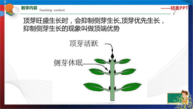 1.4 植物的一生 第3课时（课件） 七年级科学下册同步备课（浙教版）第6页