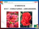 1.5 植物生殖方式的多樣性 第1課時  七年級科學(xué)下冊同步備課（浙教版）（課件+練習(xí)）