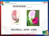 1.5 植物生殖方式的多樣性 第1課時  七年級科學(xué)下冊同步備課（浙教版）（課件+練習(xí)）
