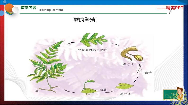 1.5 植物生殖方式的多样性 第2课时  七年级科学下册同步备课（浙教版）（课件+练习）03