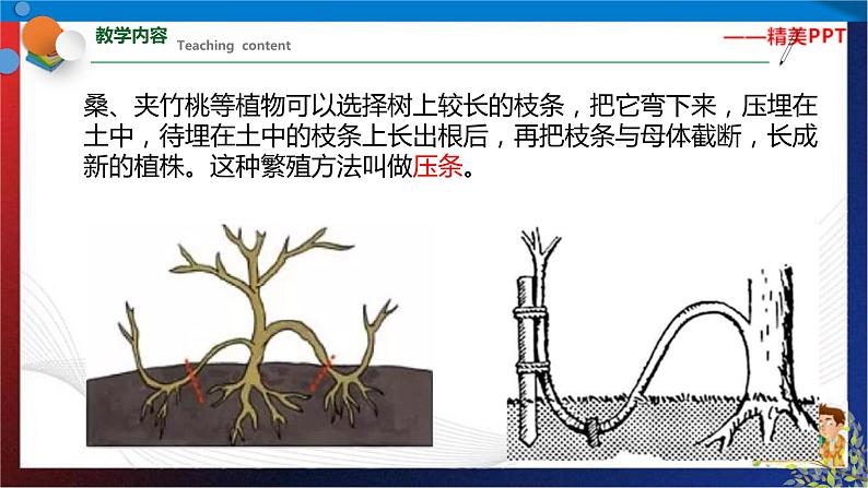 1.5 植物生殖方式的多样性 第2课时  七年级科学下册同步备课（浙教版）（课件+练习）08