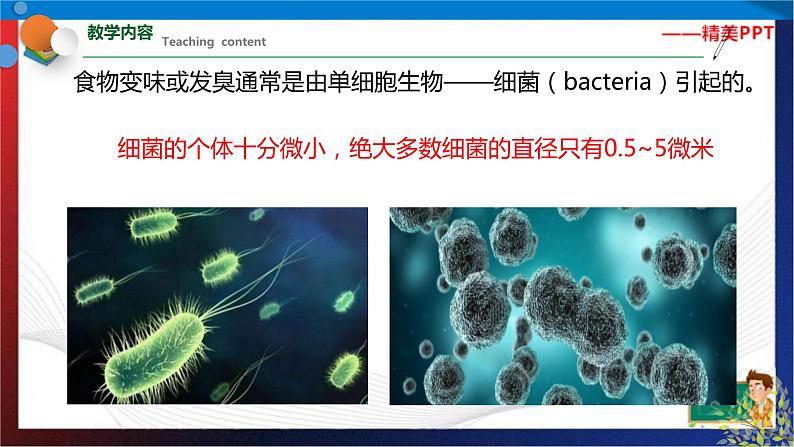 1.6 细菌和真菌的繁殖（课件）七年级科学下册同步备课（浙教版）第3页