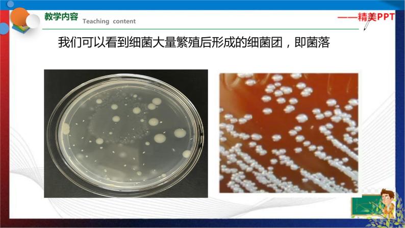 1.6 细菌和真菌的繁殖  七年级科学下册同步备课（浙教版）（课件+练习）04
