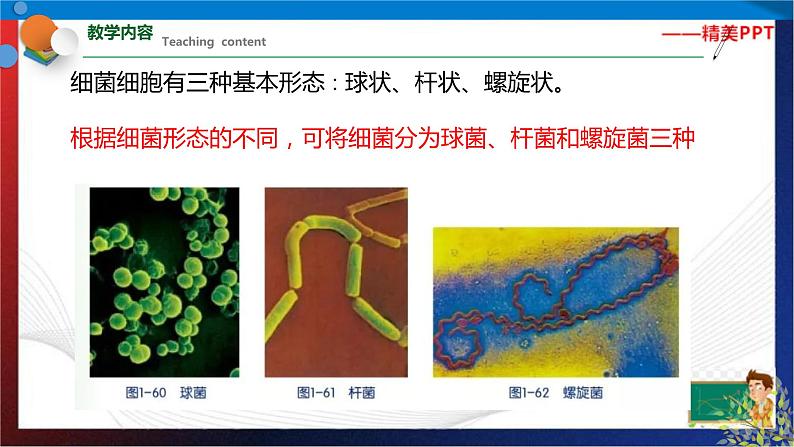 1.6 细菌和真菌的繁殖（课件）七年级科学下册同步备课（浙教版）第5页