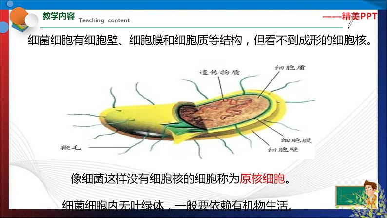 1.6 细菌和真菌的繁殖（课件）七年级科学下册同步备课（浙教版）第6页