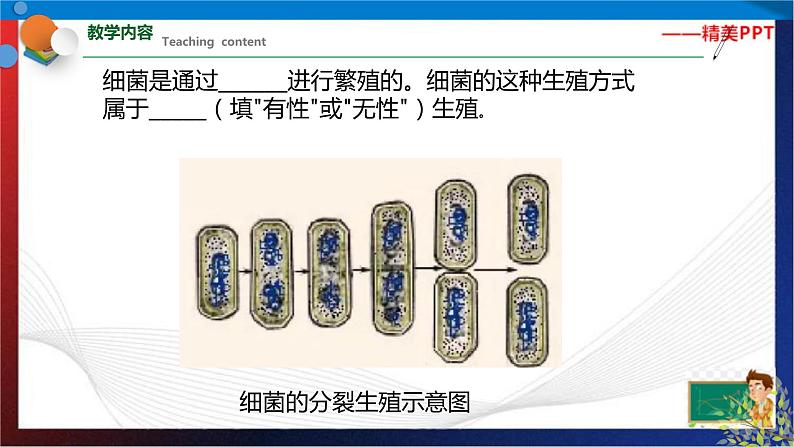 1.6 细菌和真菌的繁殖（课件）七年级科学下册同步备课（浙教版）第7页