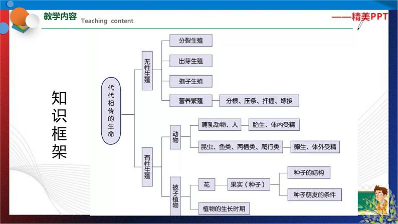 第一章《代代相传的生命》复习（课件） 七年级科学下册同步备课（浙教版）02