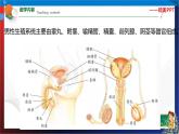 第一章《代代相传的生命》复习（课件） 七年级科学下册同步备课（浙教版）