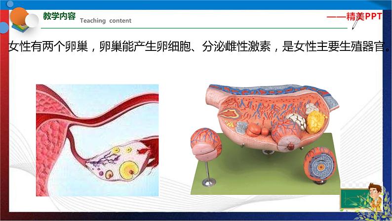 第一章《代代相传的生命》复习（课件） 七年级科学下册同步备课（浙教版）06