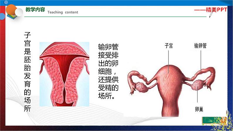 第一章《代代相传的生命》复习（课件） 七年级科学下册同步备课（浙教版）07