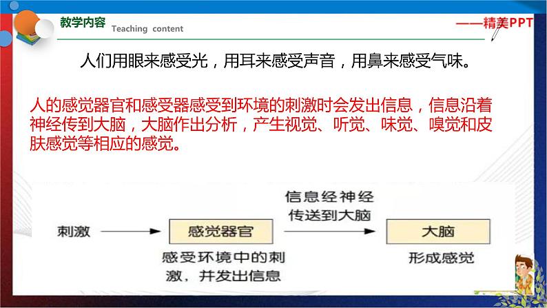 2.1 感觉世界 七年级科学下册同步备课（浙教版）（课件+练习）07