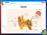 2.3耳和听觉第1课时  七年级科学下册同步备课（浙教版）（课件+练习）