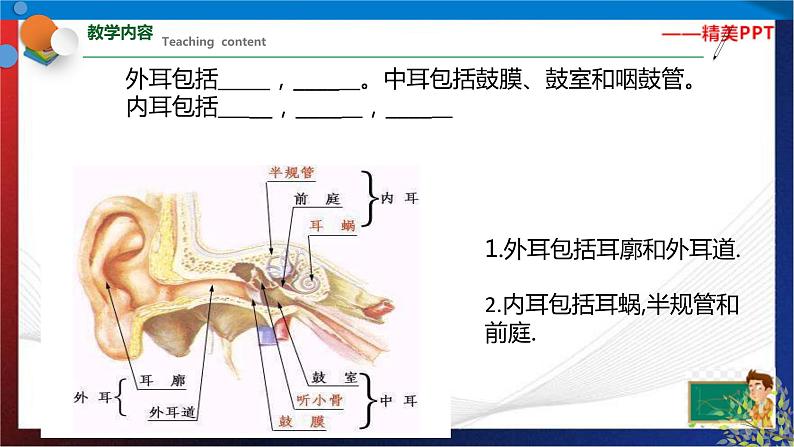 2.3耳和听觉第1课时  七年级科学下册同步备课（浙教版）（课件+练习）06