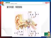 2.3耳和听觉第2课时  七年级科学下册同步备课（浙教版）（课件+练习）