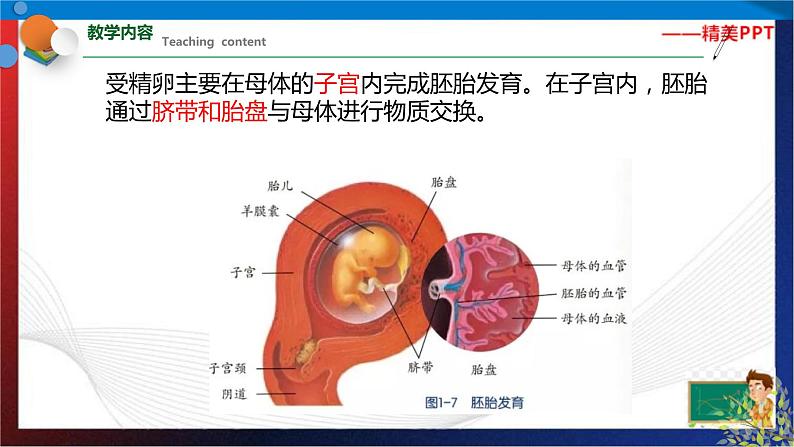 七年级下册科学期末综合复习同步备课（课件）（浙教版）第8页