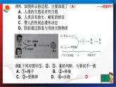 第1章代代相传的生命复习（1）单元综合课件 七年级科学下册备考复习（浙教版）