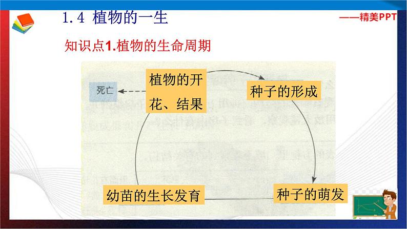 第1章代代相传的生命复习（2）单元综合课件 七年级科学下册备考复习（浙教版）02