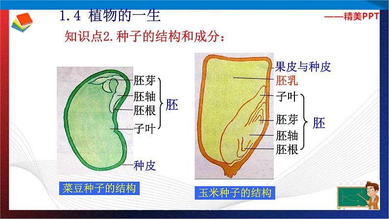 第1章代代相传的生命复习（2）单元综合课件 七年级科学下册备考复习（浙教版）03