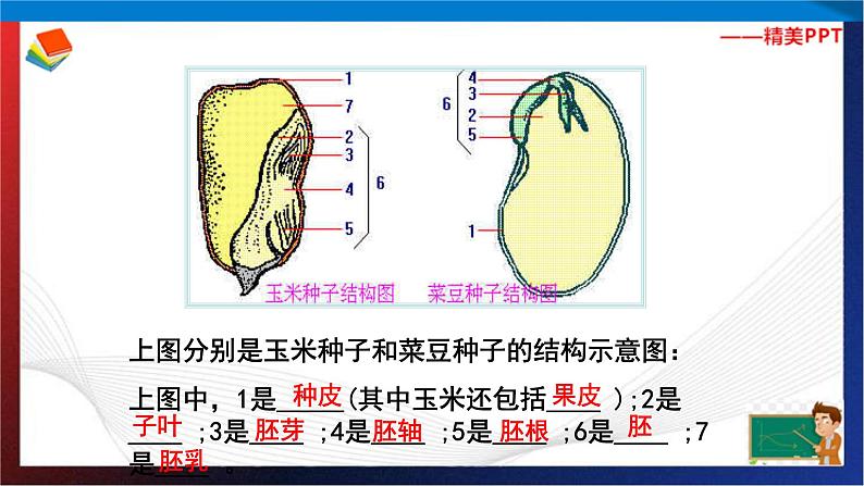 第1章代代相传的生命复习（2）单元综合课件 七年级科学下册备考复习（浙教版）04