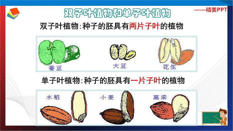 第1章代代相传的生命复习（2）单元综合课件 七年级科学下册备考复习（浙教版）06