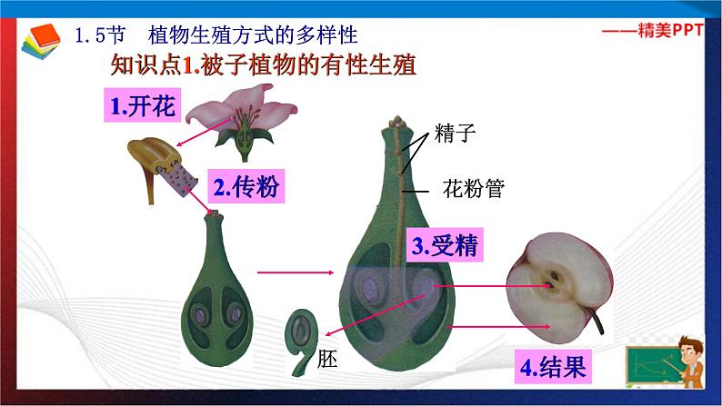 第1章代代相传的生命复习（3）单元综合课件 七年级科学下册备考复习（浙教版）02