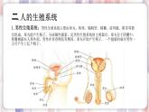 【浙教版】七下科学  1.1新生命的诞生（课件+同步练习）