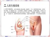 【浙教版】七下科学  1.1新生命的诞生（课件+同步练习）